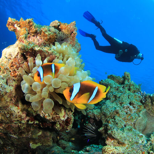 PADI Scuba Diving Courses